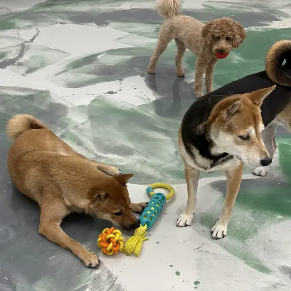 Suite time during boarding at K9 Rox Club